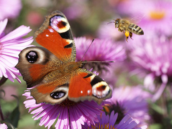 Llena tu jardn de mariposas!